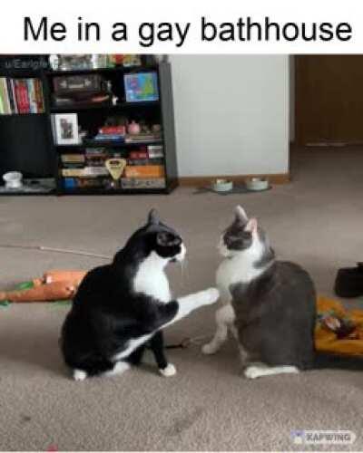 gay🐈irl