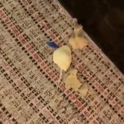 Esse salgado vai BOMBAR