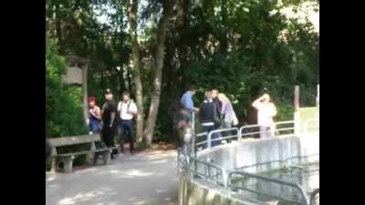 Mandrill escapes from the enclosure
