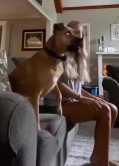 This dog watching football