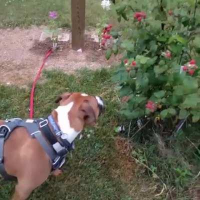 This is why I can't grow raspberries anymore. My dog Max will pick them all off.
