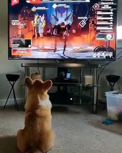 Perro: guau, guau. Revenant: CAGASTE!