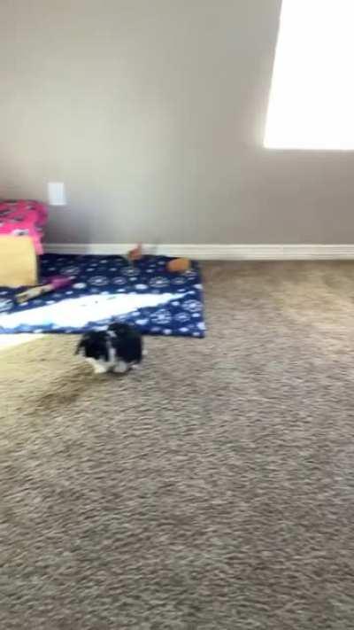 When living with a free roam bun, you must remember that it is not your house anymore, it’s his.