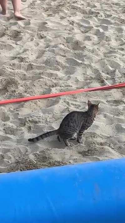 Have a nice game, hoomans!