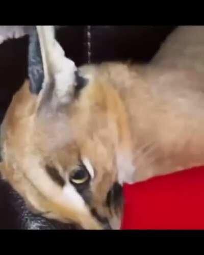 When the Floppa is sus.