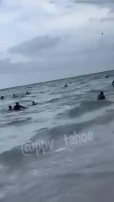 Yoooo This shark was seen swimming by the shoreline in Miami