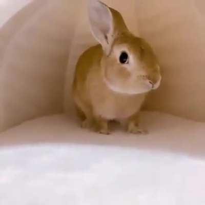 rabbit