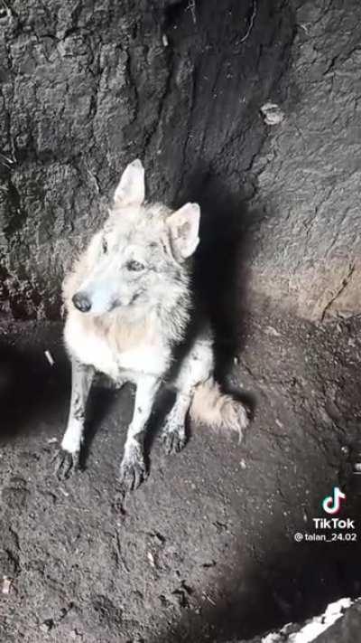 Wolf in Ukrainian tranches
