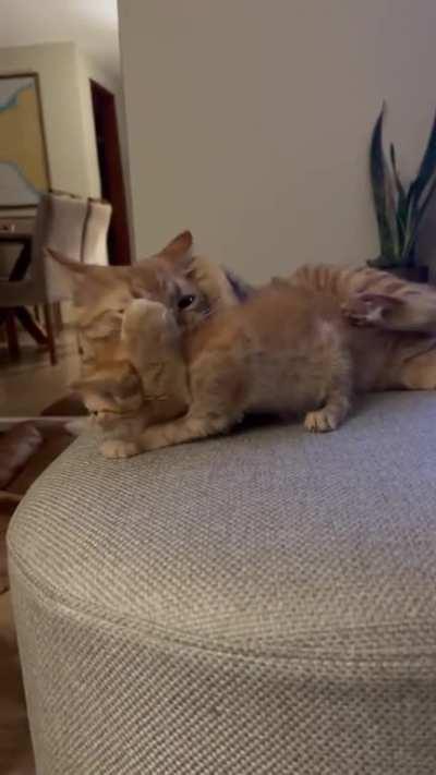 From big brother to best friend