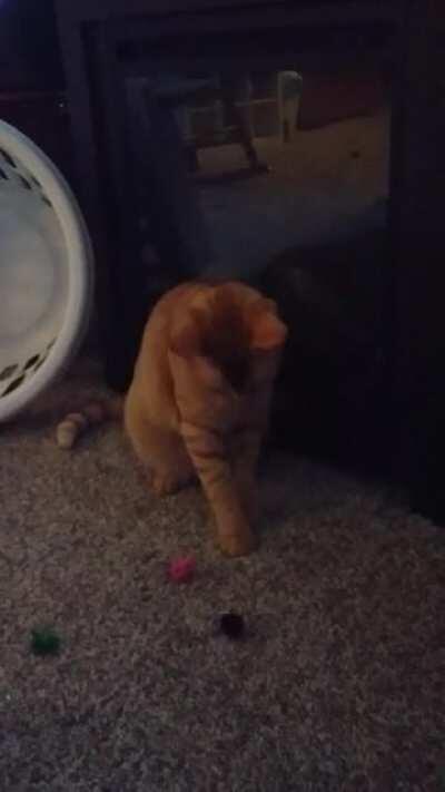 This Is Judy She Is Catching Balls And Placing Them, She Is Very Smart!