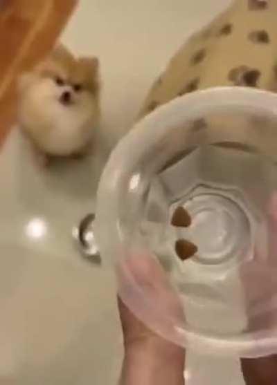 Пёсель на диете