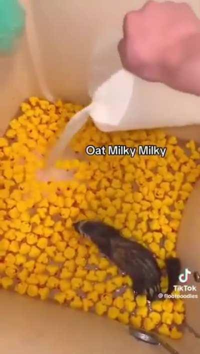 This guy is living a better life than me