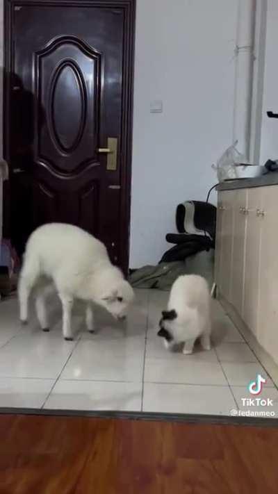 Cat feeling sheepish or sheep being catty