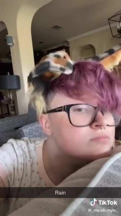 E4A! ears for alters 😸 Donate today and we&rsquo;ll send someone&rsquo;s poor earless furry alter a pair of ears! 😸