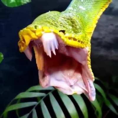 Как змейка зевает