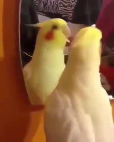 This bird vibing to his reflection and 
