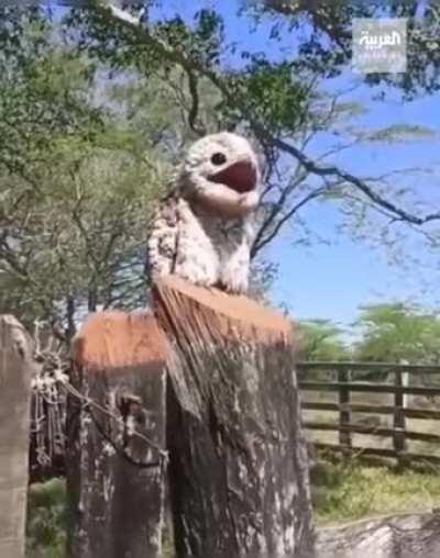 Salve a fauna brasileira.