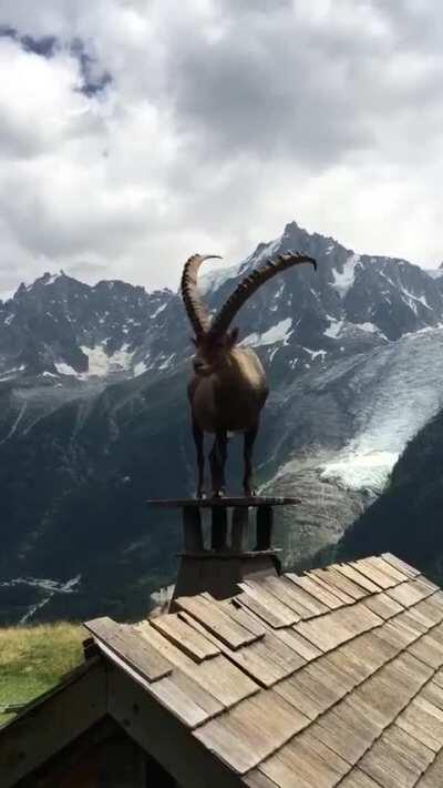 🔥 Majestic Ibex on top of a chimney