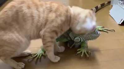 このイボイボが🦎 気持ちいいにゃ〜😸(о´∀`о)スリスリ