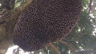 Honeybees doing a Defense Wave