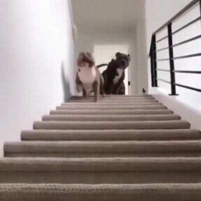 That boop at the top of the stairs, then head wobble!