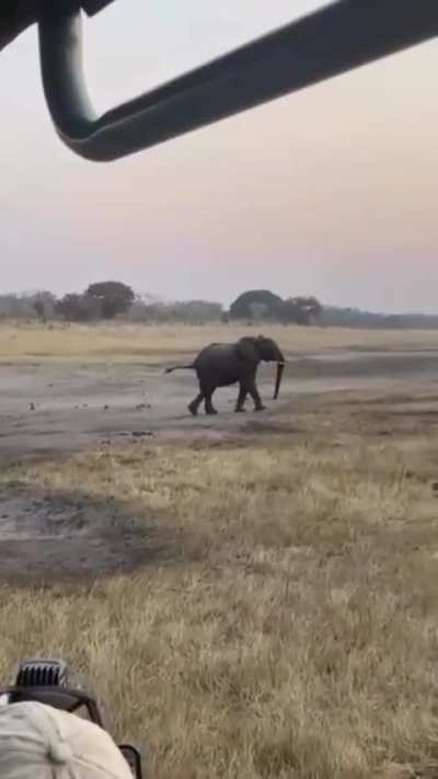 Honey Badger vs Elephant