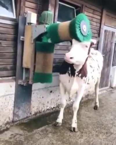 How can a cow enjoy a massage but have 