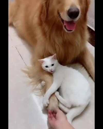 Don't touch him, why did you let her touch you?