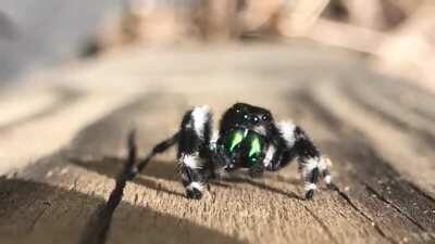 Small spider says hello to my camera