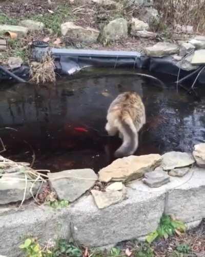 Fear my furry Paws of Justice!