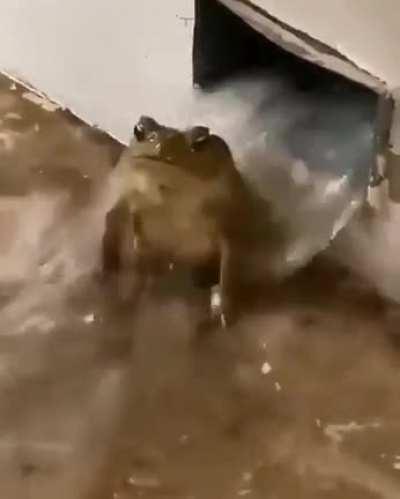 The whole sub knowing it’s Wednesday and waiting for the raws