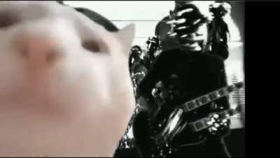 I know the meme is kinda dead, but I wanted to do it anyway. So here is the cat vibing to Robot Rock (Maximum Overdrive)!