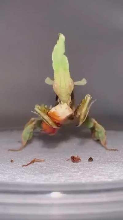 Mantises are wild creatures