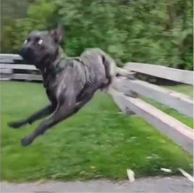 He didn’t look elegant doing it but he still made it!