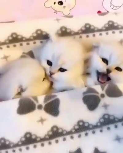 Getting the kids up in the morning.