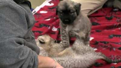 Cheetah Cub meeting it's Emotional Support Puppy