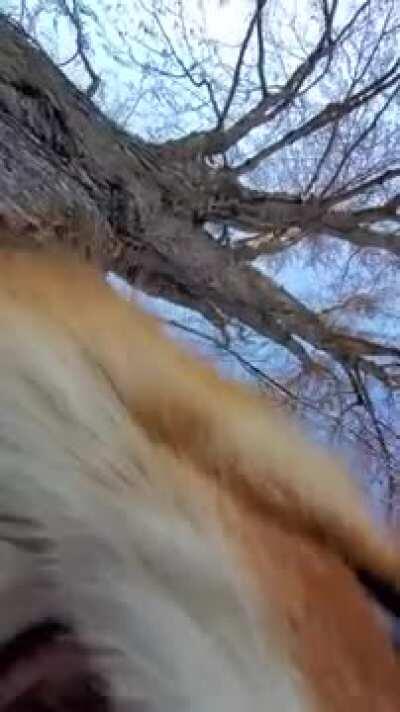 Fox steals a phone while its recording. Adorable sounds ensue.
