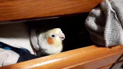 My birb Lucky likes socks more than anything