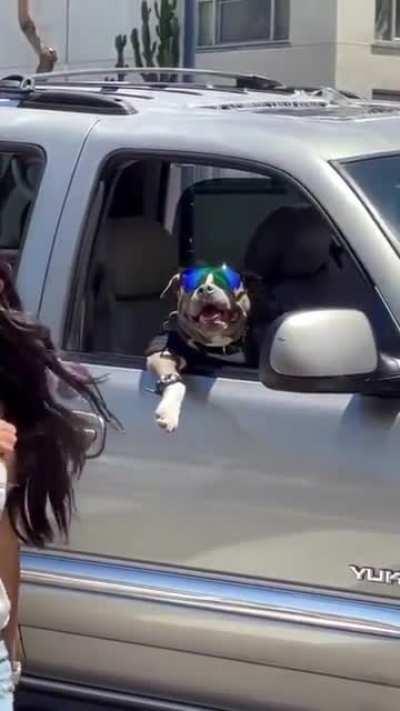 This dog is cooler than I'll ever be
