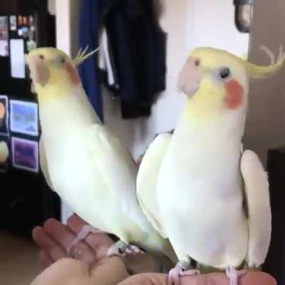 The best music you can hear in the morning