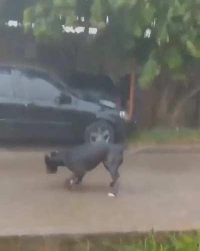 Have they never seen rain before?