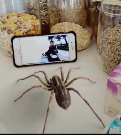 Se você tem medo de aranha pelo menos pare de dar chilique só de ver uma