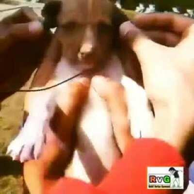 Ram Bhakt Puppy.
