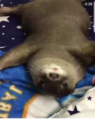 So y’all wanted more otter?