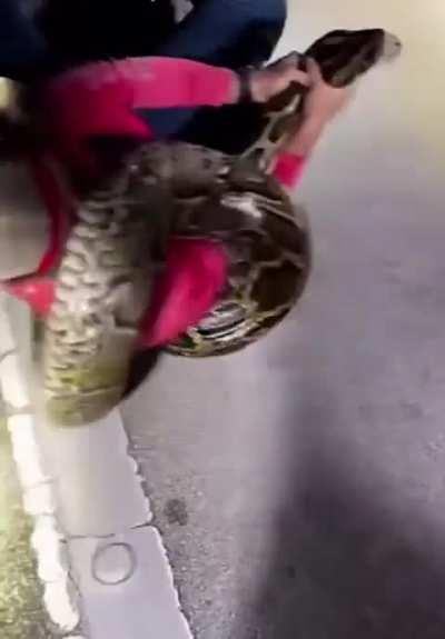 Python hunters wrestle 19-foot-long record-breaking snake 