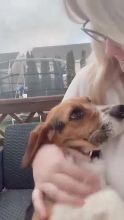 This is how human love changed the life of an adopted dog.