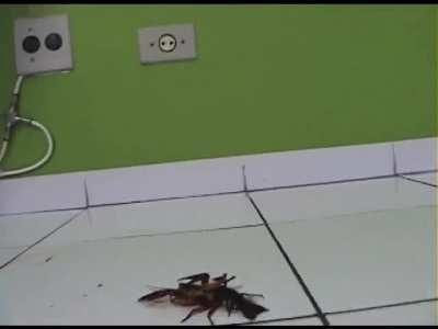 Model White red sandal walk