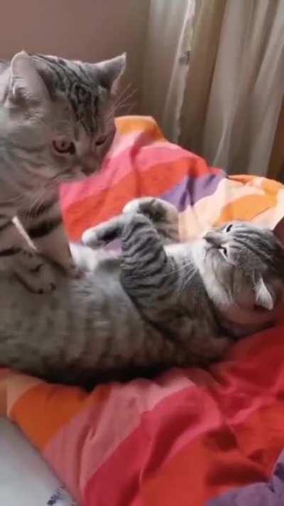 how to make your friend fart