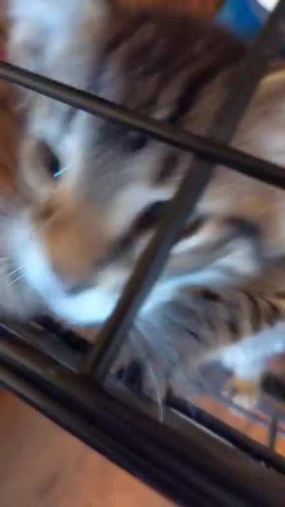 Just adopted this absolute BABY, who doesn't have a name. I love her.