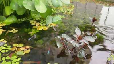 Close up shot of my patio pond